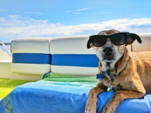 Urlaub mit Hund am Meer - worauf muss man achten?