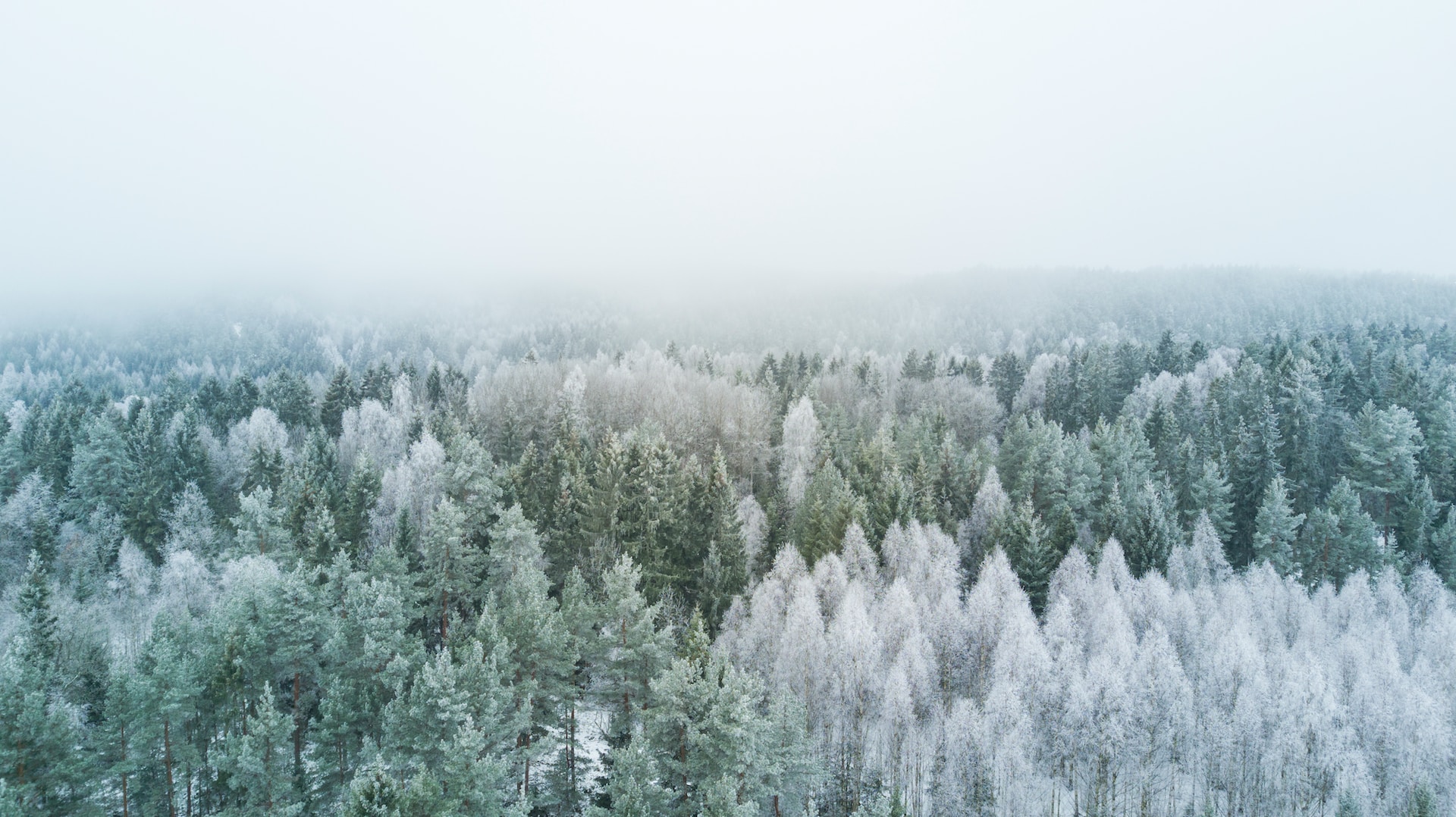 Gartenpflanzen winterhart - diese Pflanzen müssen Sie kennen