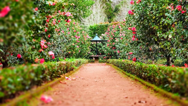 Garten mit Blumen