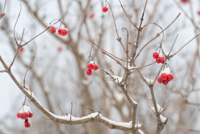 Gartenpflanzen winterhart