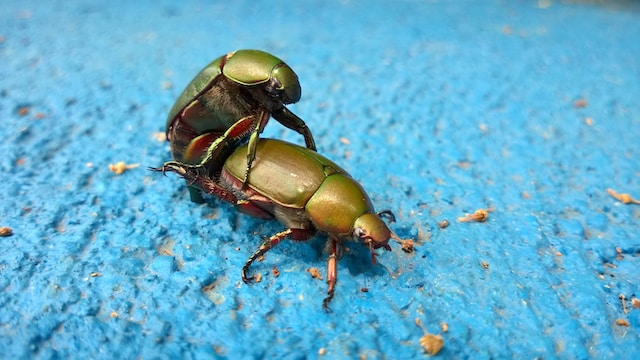 Insekten kopulieren