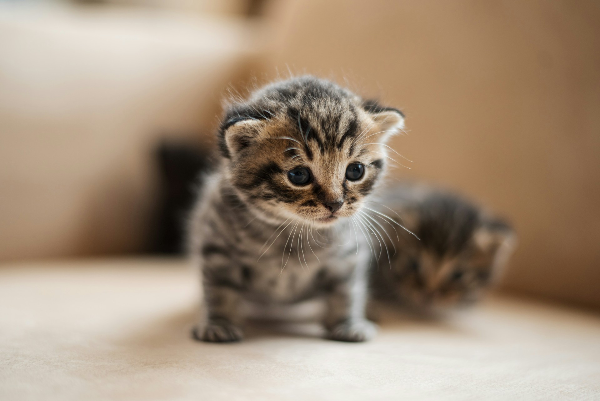 Katzen haben einen positiven Einfluss auf unsere Psyche